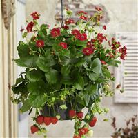 Berri Basket™ Ruby Ann Strawberry