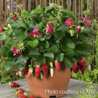 Berries Galore™ Rose Strawberry