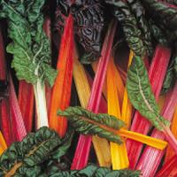 Bright Lights Swiss Chard
