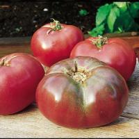 Cherokee Purple Tomato