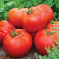Big Daddy Tomato