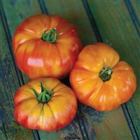 Big Rainbow Tomato