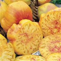 Big Rainbow Tomato
