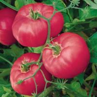 Brandy Boy Tomato