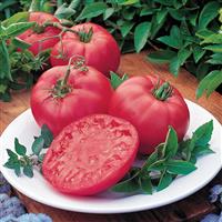Brandy Boy Tomato
