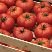 BrightStar Tomato