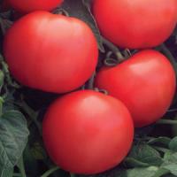 Bush Champion II Tomato