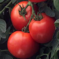 Bush Early Girl Tomato