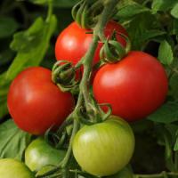 Fourth Of July Tomato