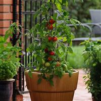 Fourth Of July Tomato