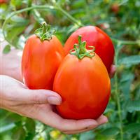 Gladiator Tomato