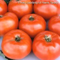 Jet Star Tomato