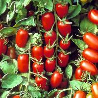 Juliet Tomato
