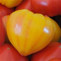 Love Gourmansun Sunrise Tomato