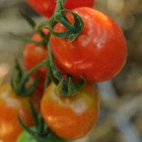 Napa Grape Tomato