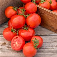 Oh Happy Day Tomato