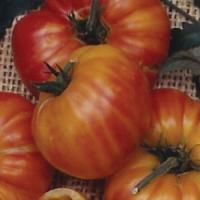 Old German Tomato