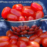 Red Grape Tomato