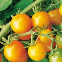 Sungold Tomato