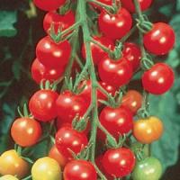 Sweet 100 Tomato