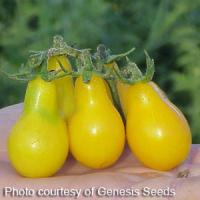 Yellow Pear Tomato