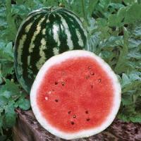 Crimson Sweet Watermelon