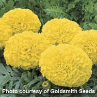 Antigua Yellow African Marigold