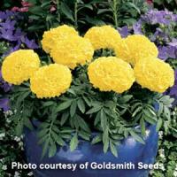 Antigua Yellow African Marigold