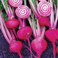 Chioggia Guardsmark Beet