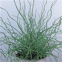 Spiralis Juncus effusus