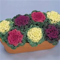 Nagoya Mix Flowering Kale