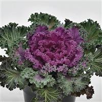 Nagoya Red Flowering Kale