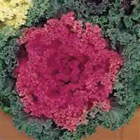 Nagoya Rose Flowering Kale