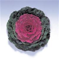 Pigeon Red Flowering Kale