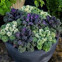 Yokohama Mix Flowering Kale