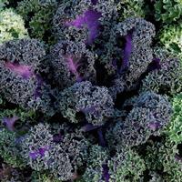 Yokohama Red Flowering Kale