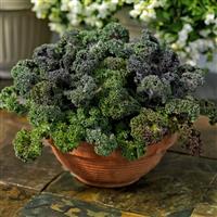 Yokohama Red Flowering Kale