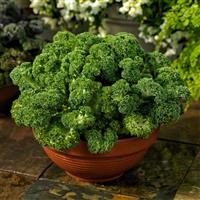 Yokohama White Flowering Kale