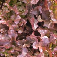 Red Oak Leaf Lettuce
