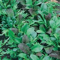 Mesclun Blend Lettuce