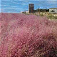 Ruby Muhlenbergia capillaris