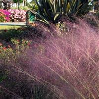 Ruby Muhlenbergia capillaris
