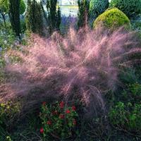 Ruby Muhlenbergia capillaris
