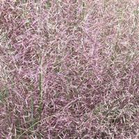 Rosy Muhlenbergia reverchonii