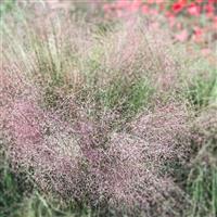 Rosy Muhlenbergia reverchonii
