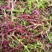 Red-Streaked Mizuna Mustard