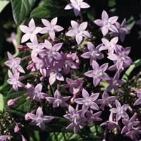 Northern Lights Lavender Pentas