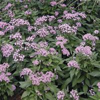 Northern Lights Lavender Pentas