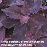 Merlot Coleus