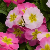 Sweet 16 Primula Acaulis